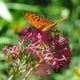 Papillon sur Fleur