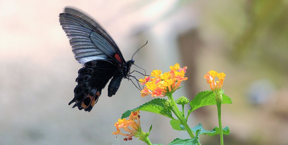 PAPILLON SUR FLEUR