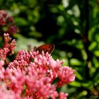 Papillon sur fleur