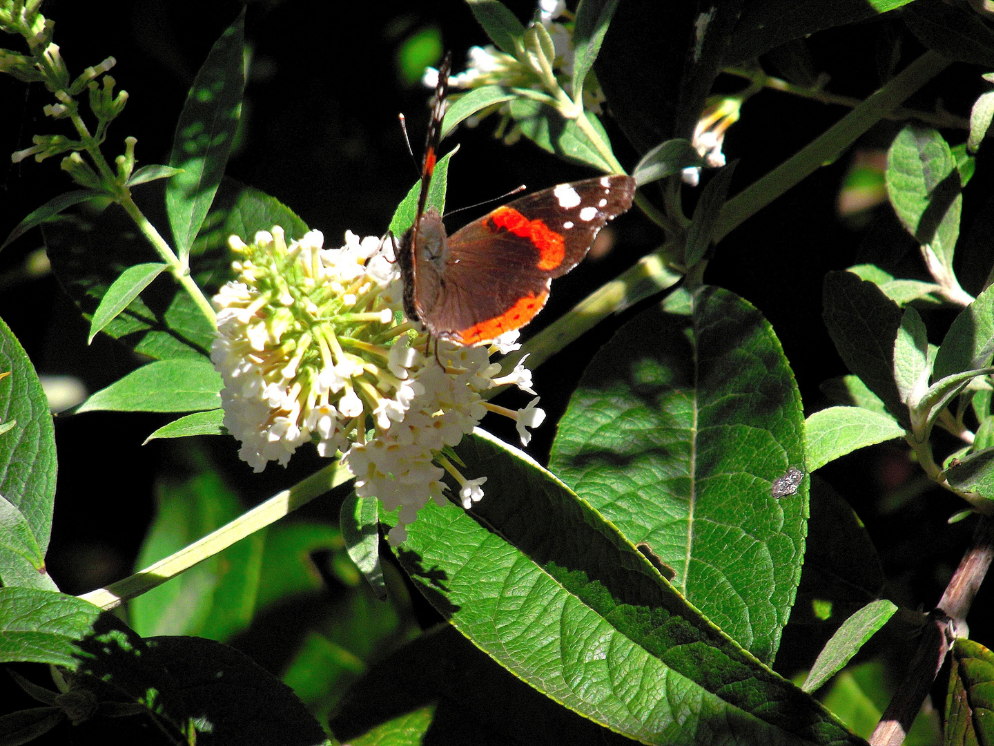 PAPILLON SUR FLEUR BLANCHE