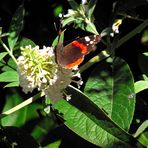 PAPILLON SUR FLEUR BLANCHE