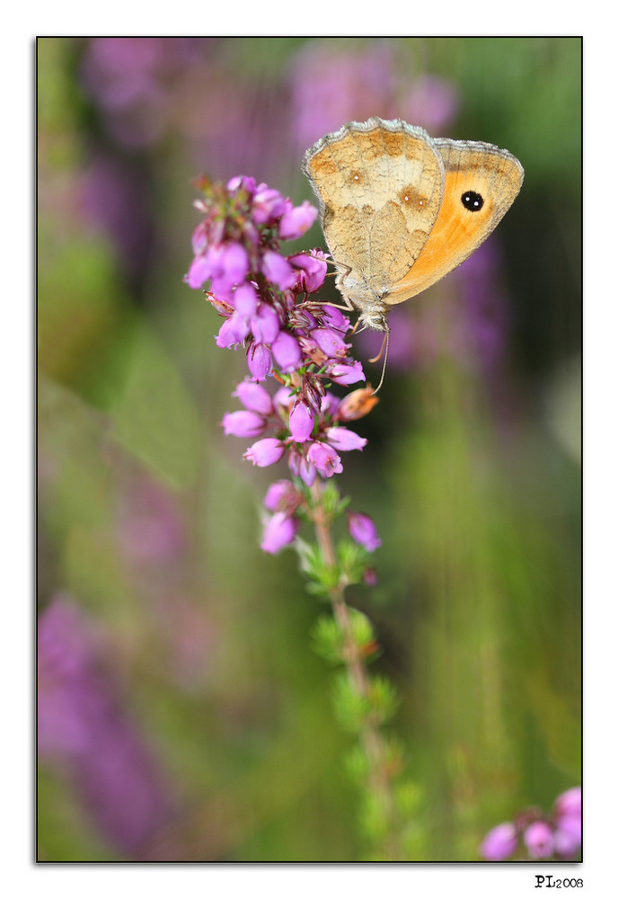 papillon sur fleur de bruyère...