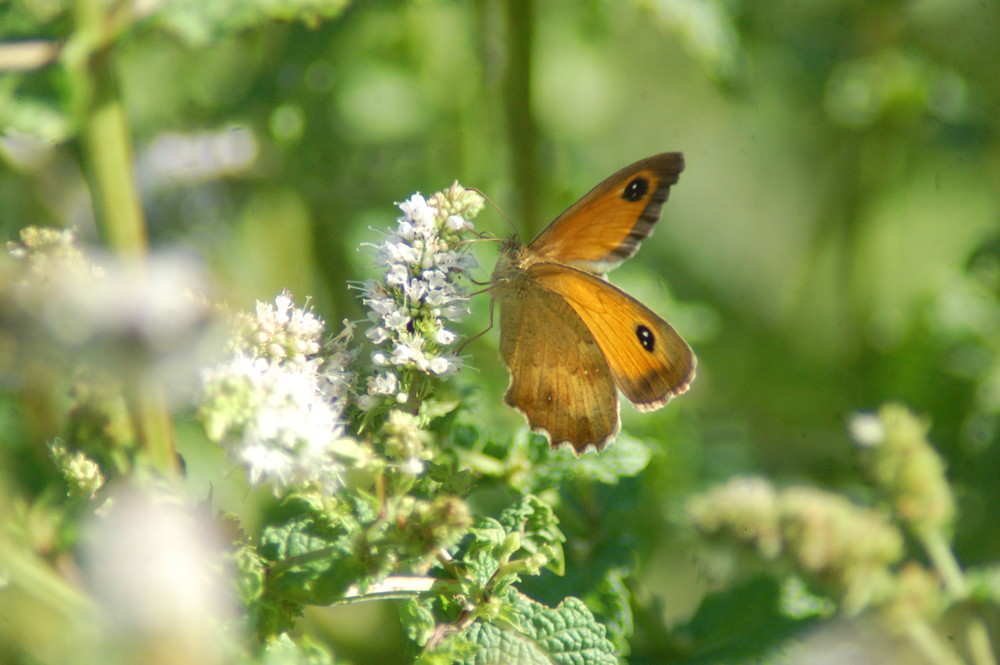 papillon sur fleur de menthe