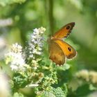 papillon sur fleur de menthe