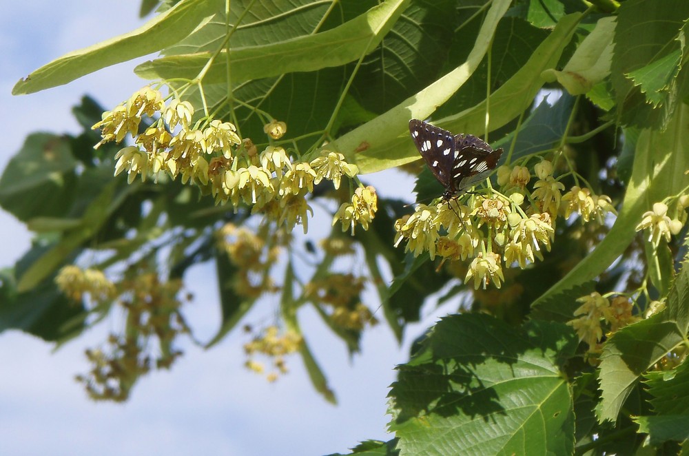 Papillon sur fleur de tilleul