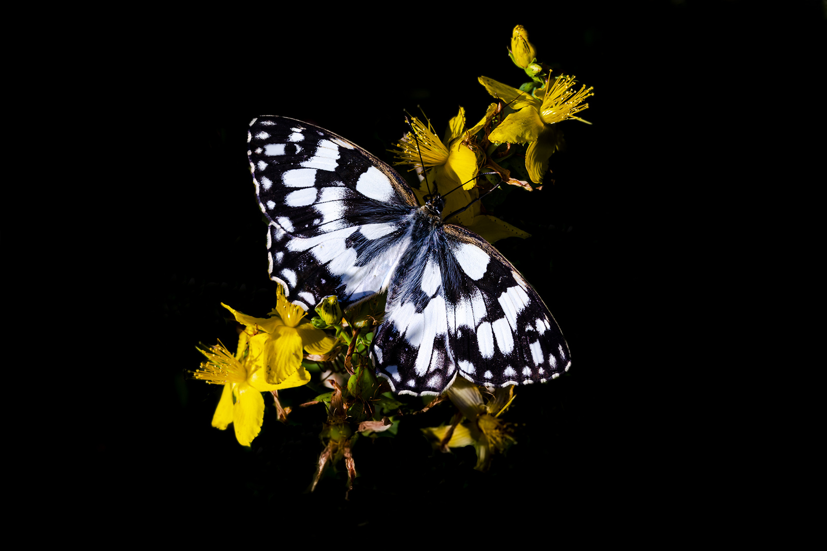 Papillon sur fleurs jaune