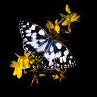 Papillon sur fleurs jaune