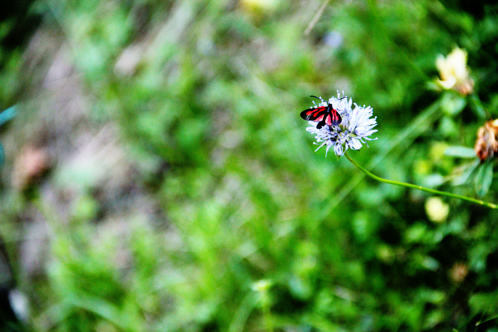 Papillon sur fond Van Gogh. (Pyrénées)