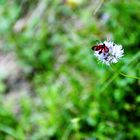 Papillon sur fond Van Gogh. (Pyrénées)