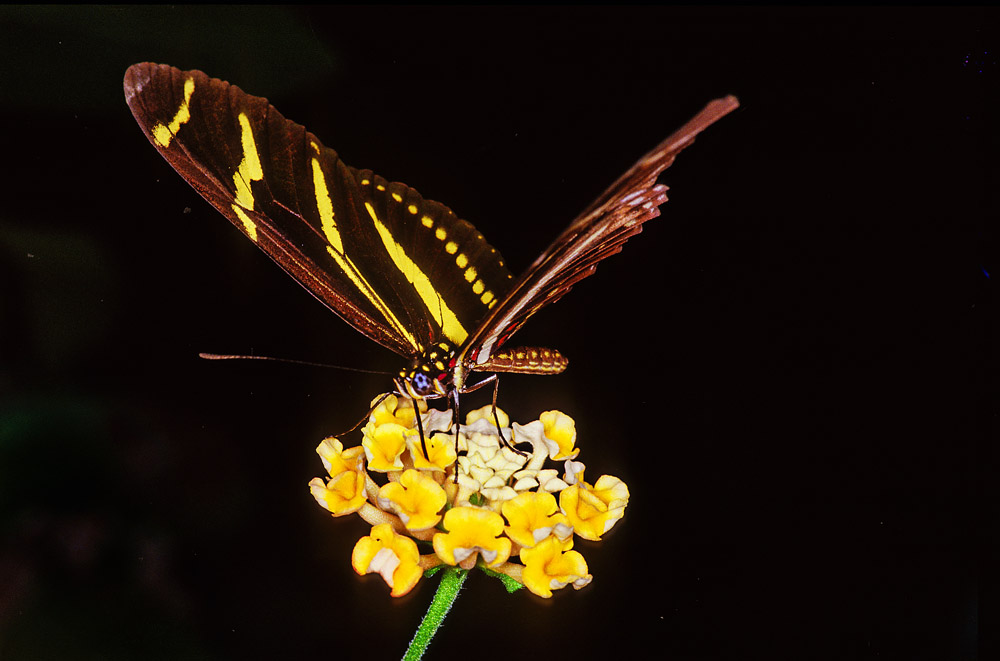 Papillon sur la petiite fleur jaune