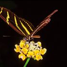Papillon sur la petiite fleur jaune