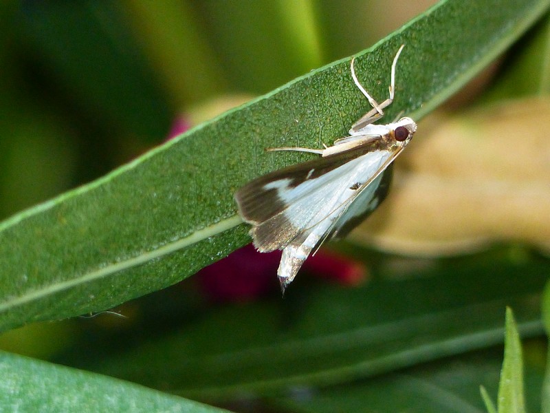 Papillon sur Laurier rose