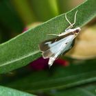 Papillon sur Laurier rose