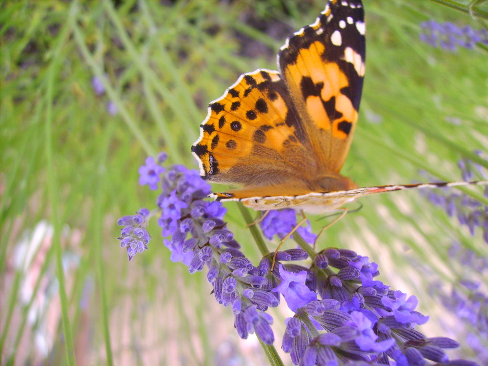 papillon sur lavande