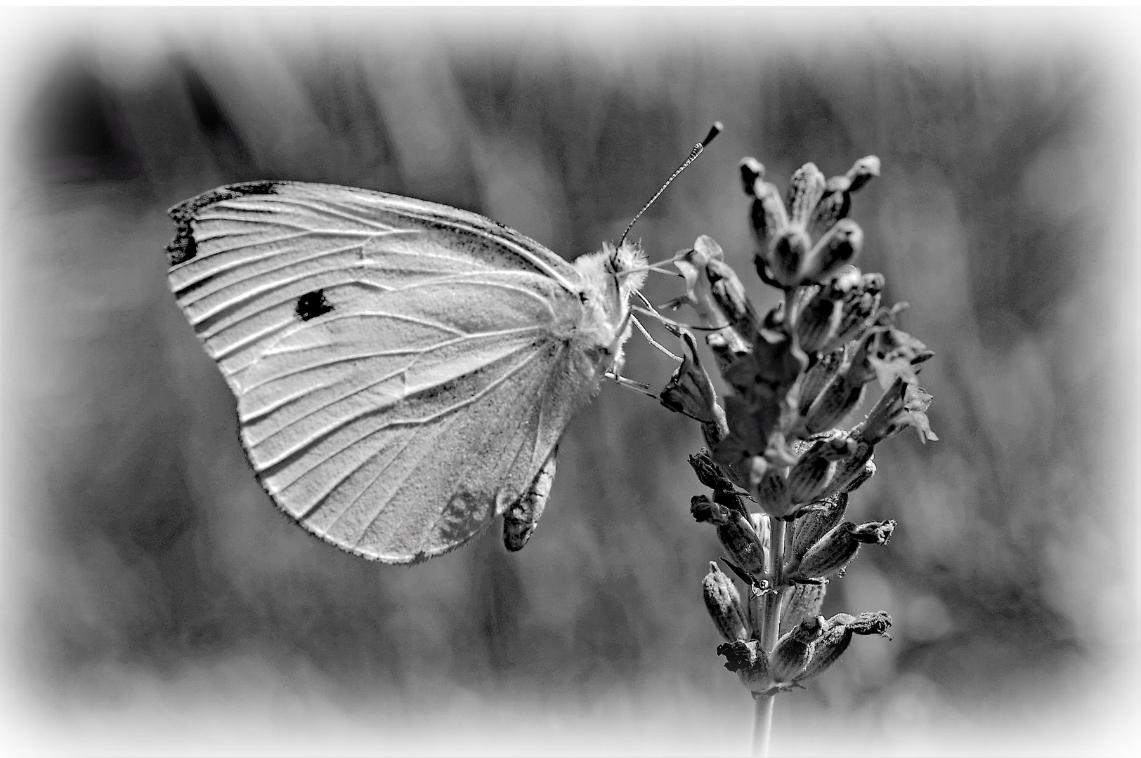 Papillon .....sur lavande