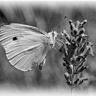 Papillon .....sur lavande