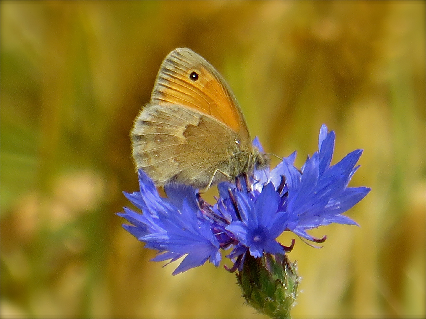 ...papillon sur le bleuet !!!...