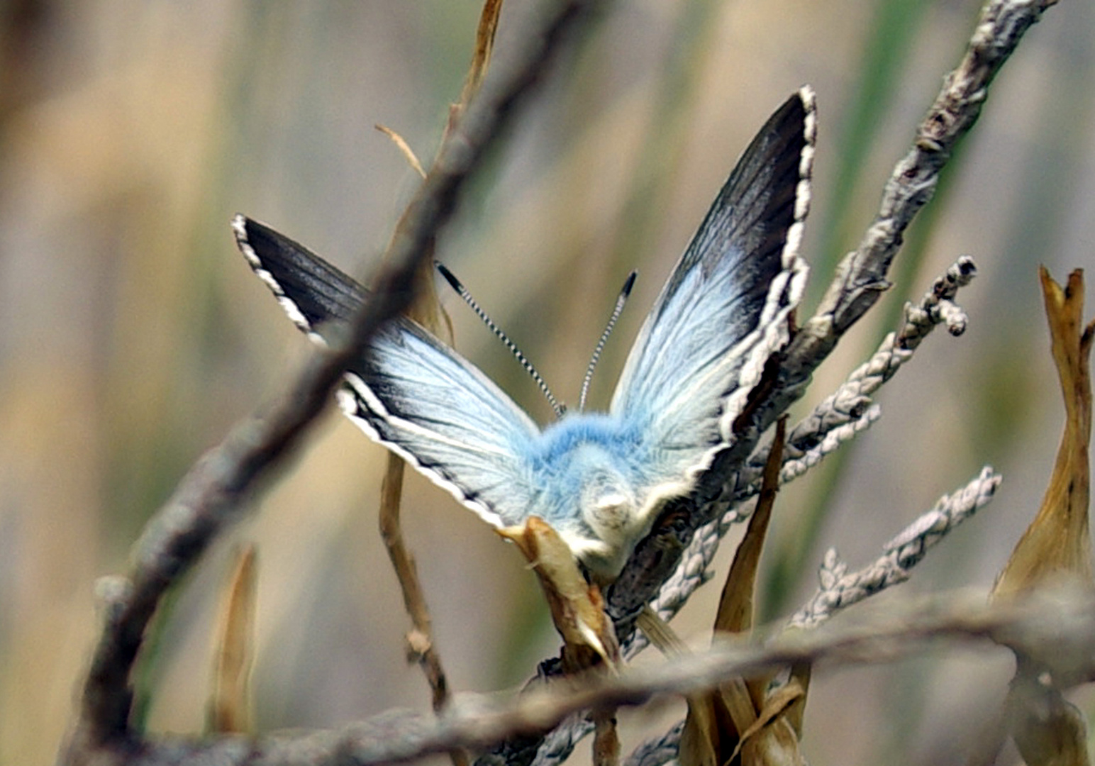 papillon sur le chemin de la mature