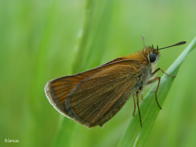 Papillon sur l'herbe