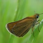 Papillon sur l'herbe