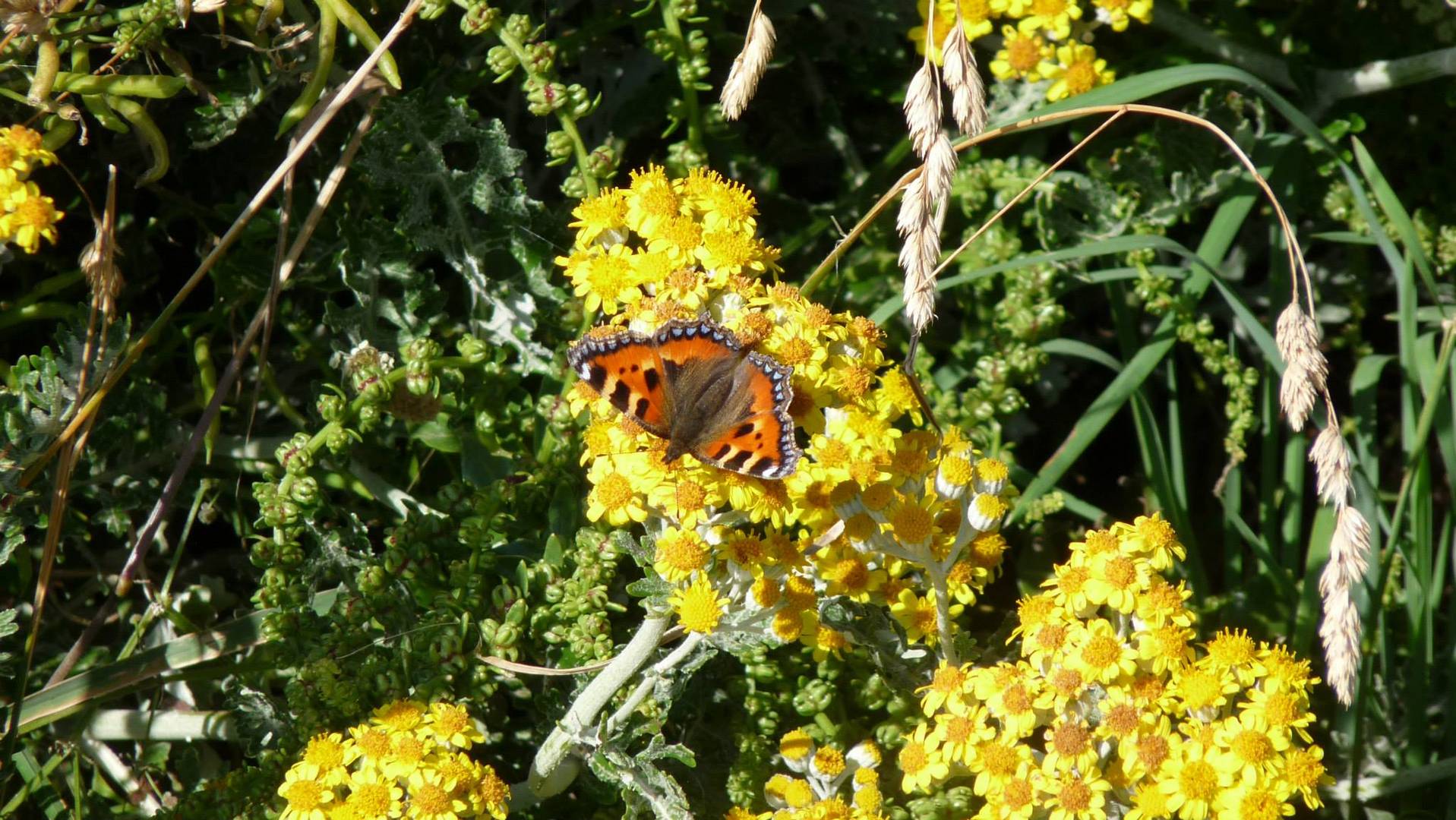 Papillon sur sa fleur