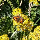 Papillon sur sa fleur