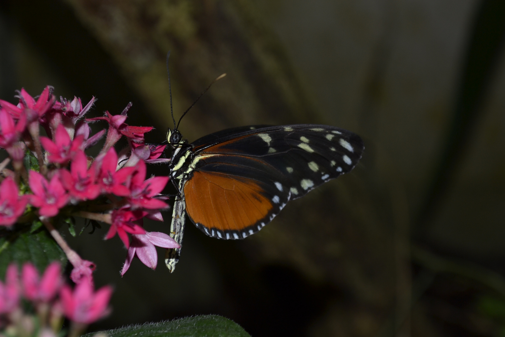 Papillon sur sa fleur.
