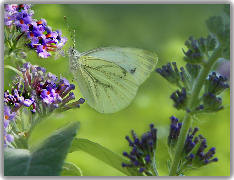 Papillon sur son arbre préféré .