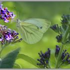 Papillon sur son arbre préféré .