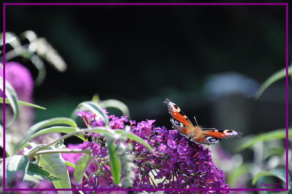 Papillon sur un Buddleja