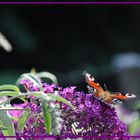 Papillon sur un Buddleja