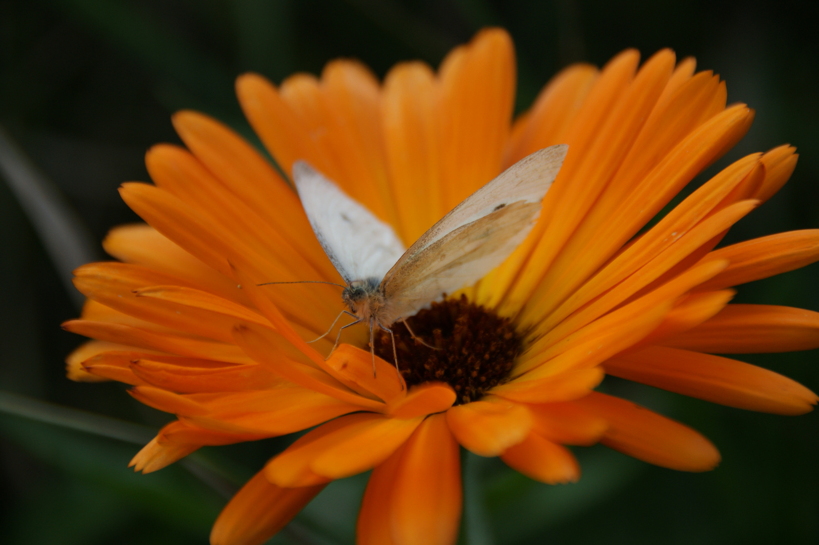 papillon sur une fleure