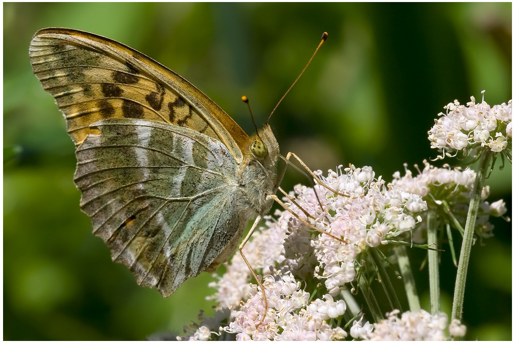 Papillon Tabac d'Espagne