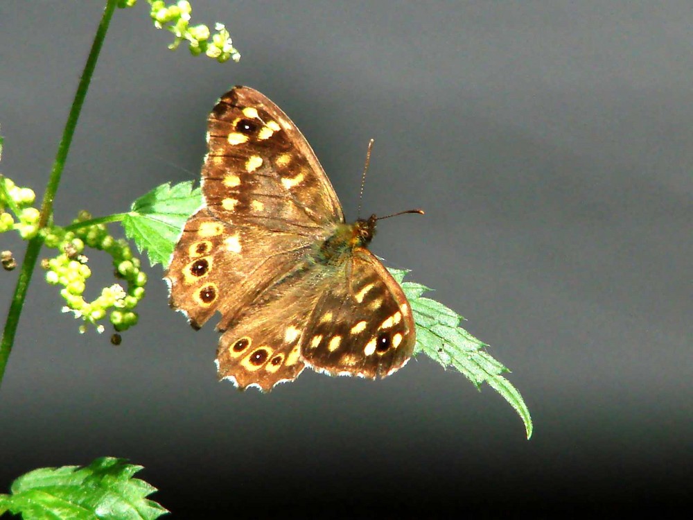 Papillon Tircis  (merçi Marc)