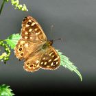 Papillon Tircis  (merçi Marc)