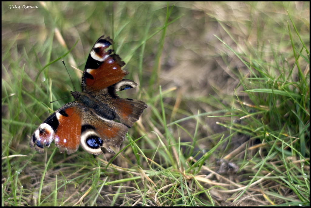 Papillon touché