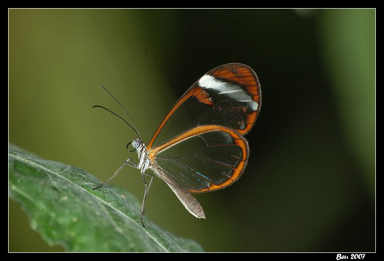 Papillon transparent.