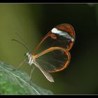 Papillon transparent.