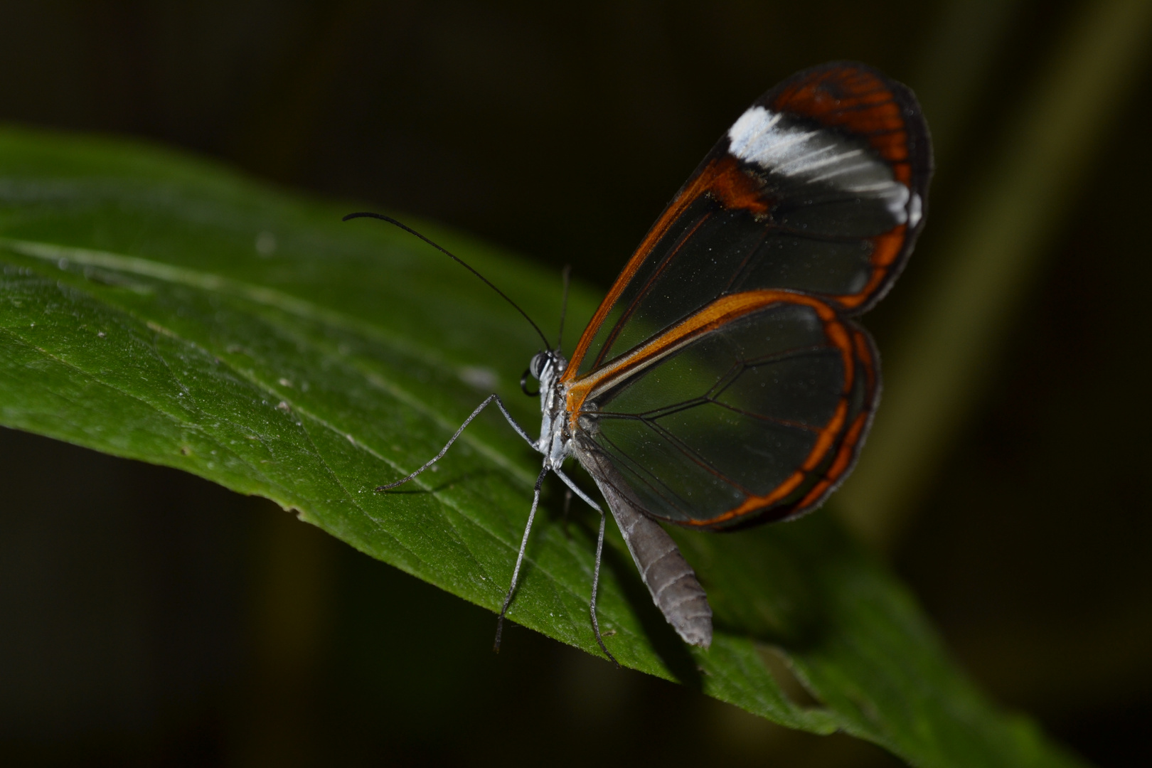 Papillon transparent