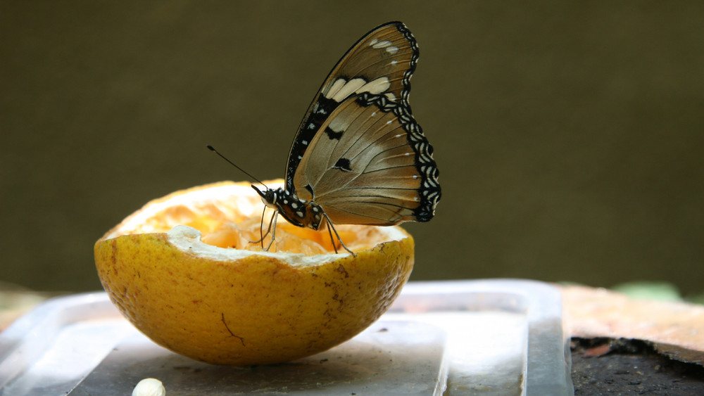 PAPILLON ...TRES GOURMAND ...