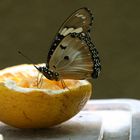 PAPILLON ...TRES GOURMAND ...