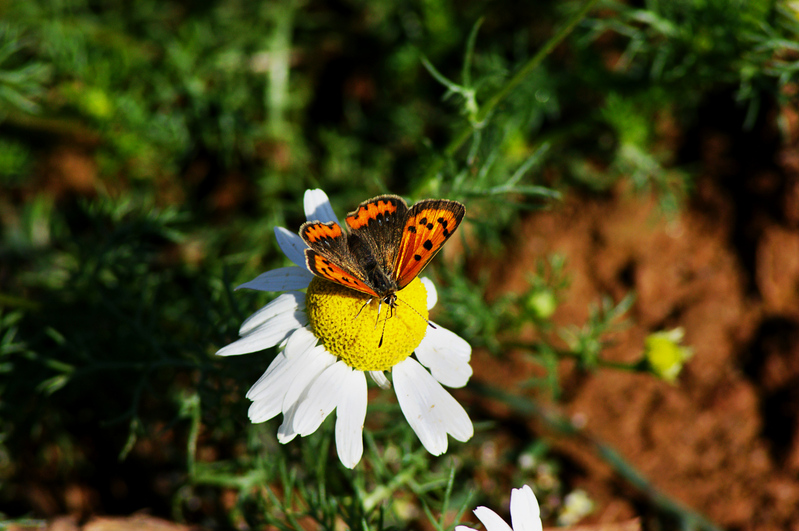 Papillon und das letzte aufbäumen des Sommer's