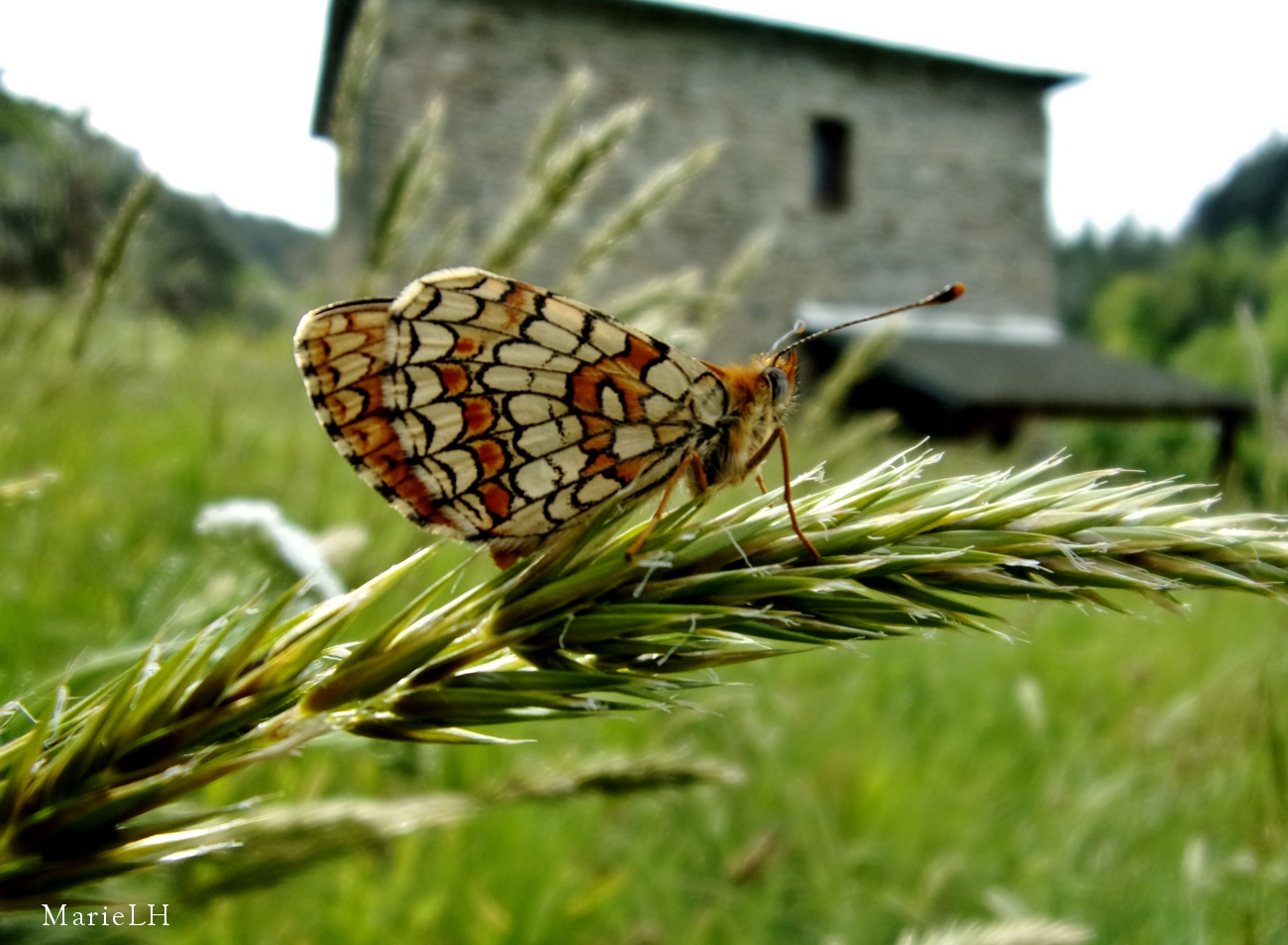 Papillon une mélitée orangée