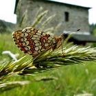 Papillon une mélitée orangée