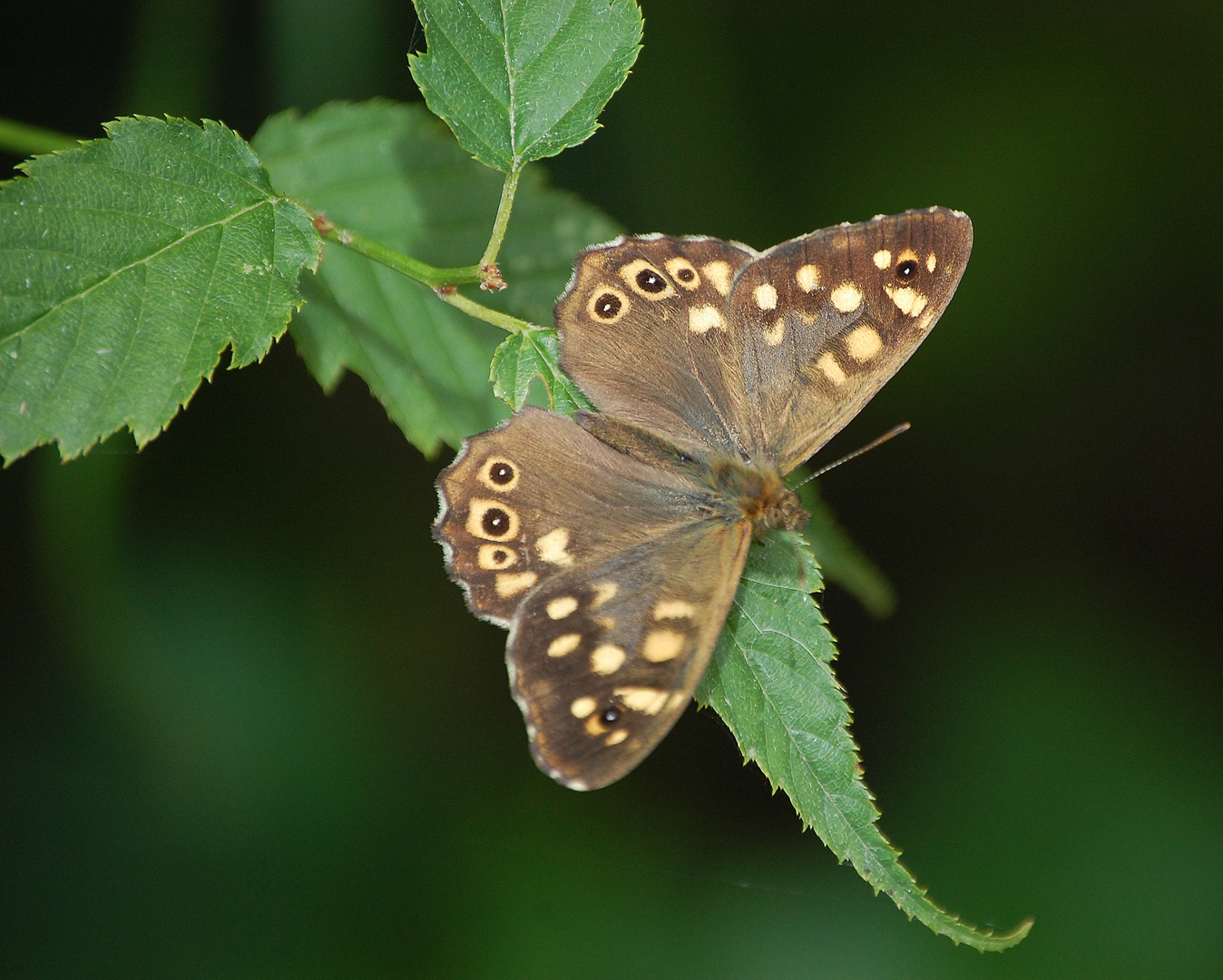 Papillon & verdure