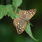 Papillon & verdure