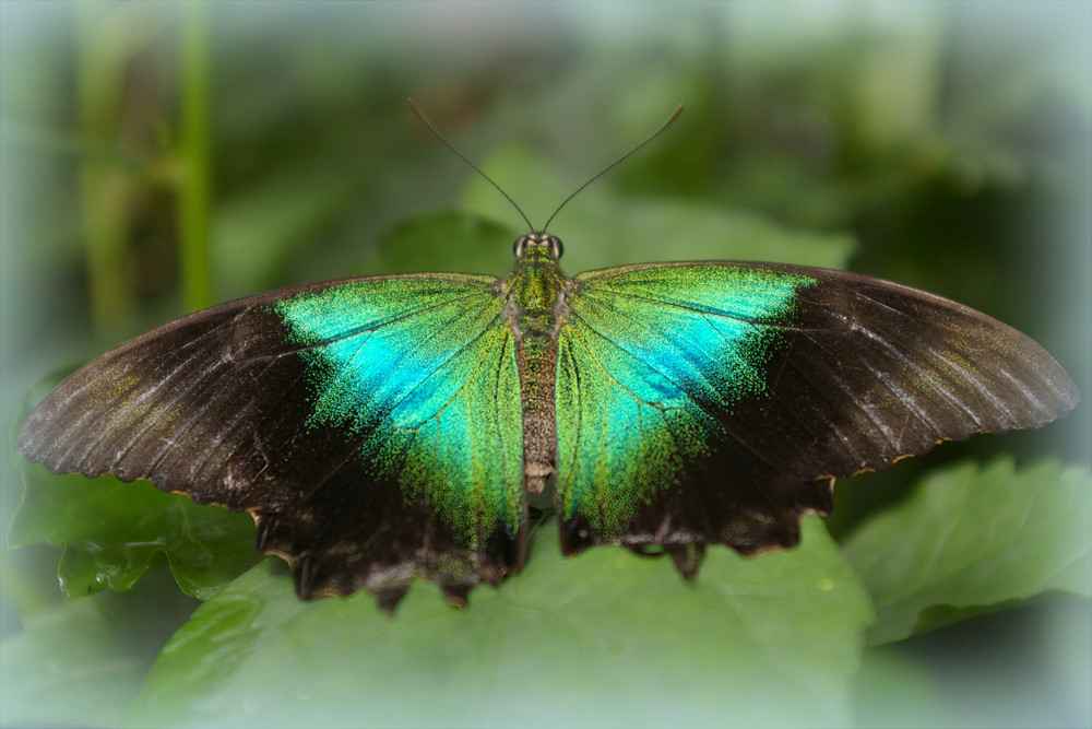 Papillon vert