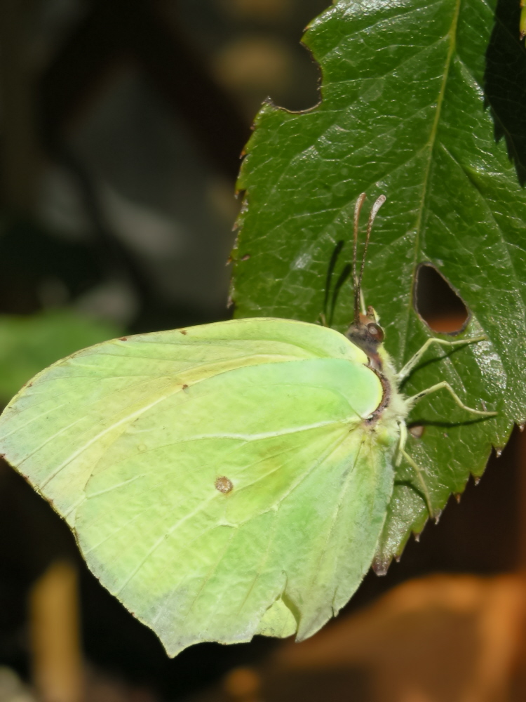 Papillon vert