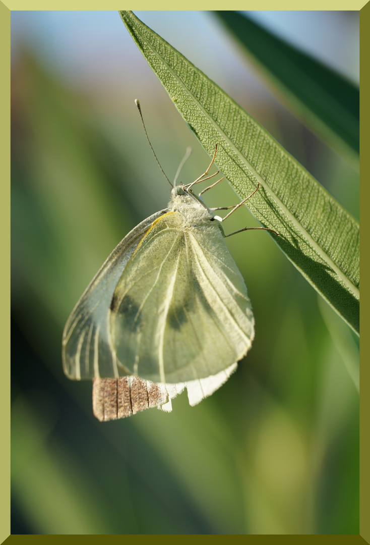 Papillon vert