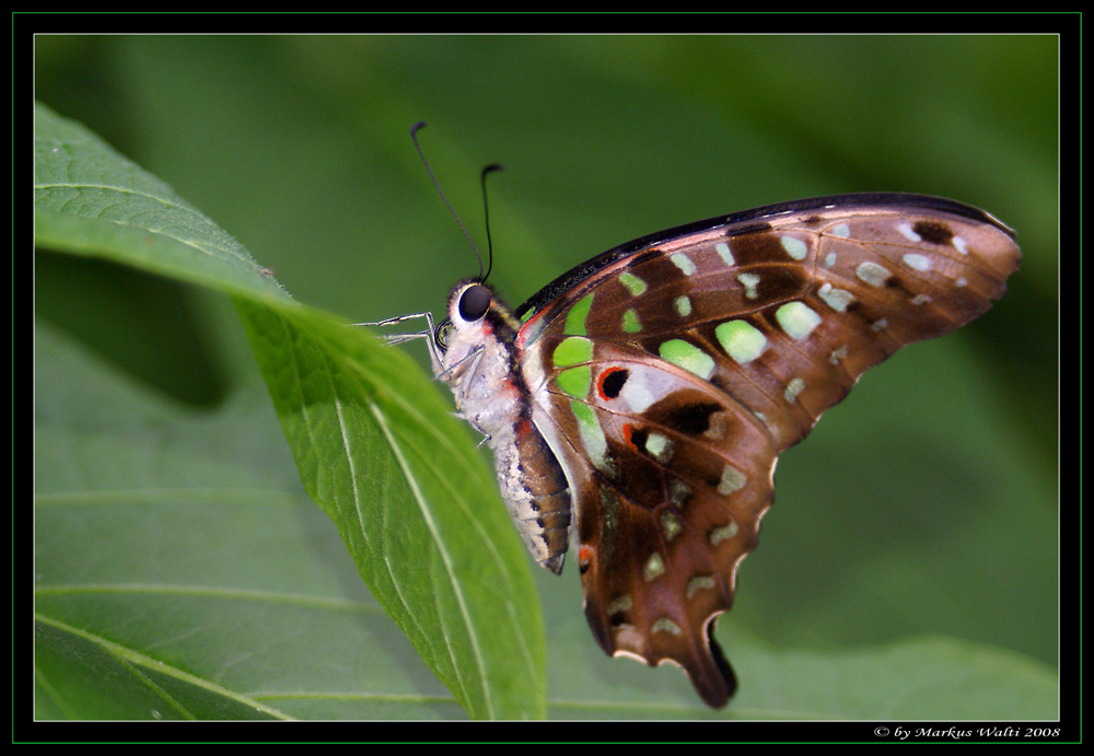 Papillon VI